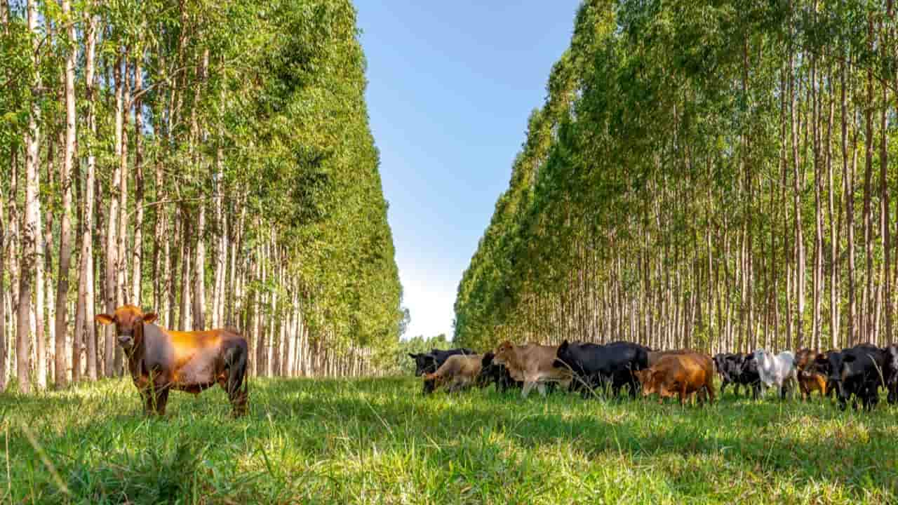 Dia De Campo Gratuito Sobre Ilpf Acontece Na Quinta Em Ipameri Go