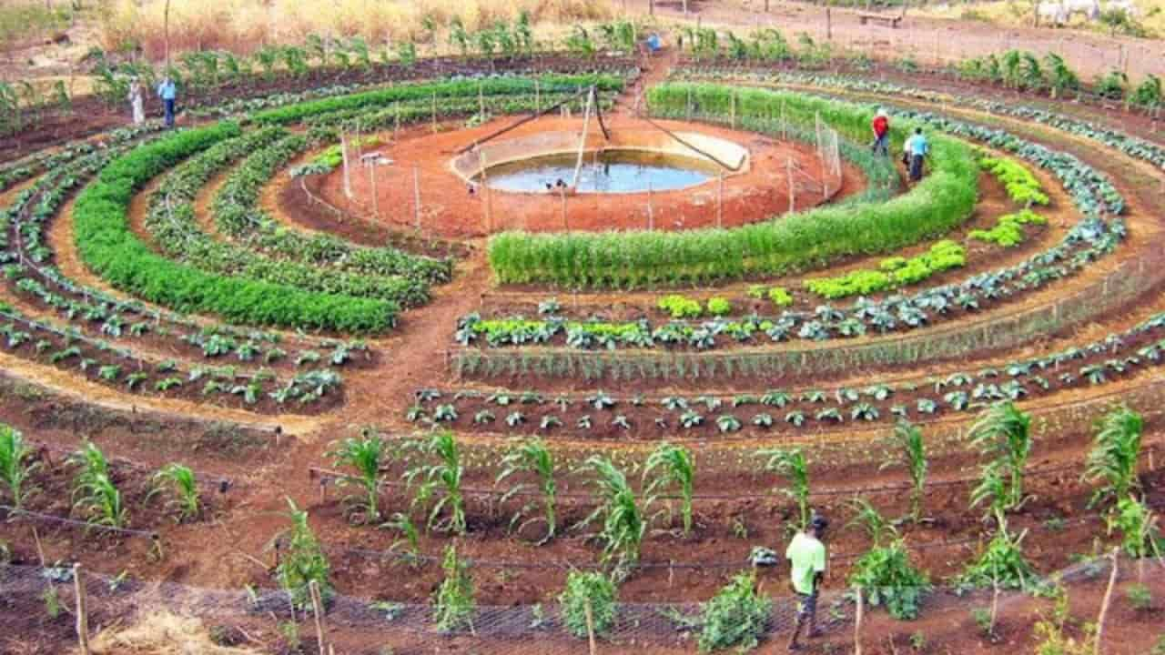 Horta mandala e aumenta 15 área de cultivo na agricultura familiar