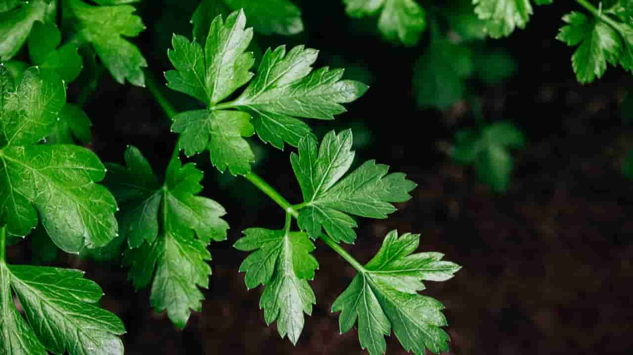 Aprenda Como Plantar Salsinha Org Nica Em Casa E Os Cuidados O Cultivo