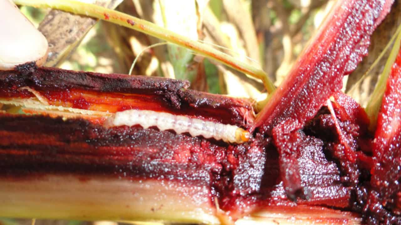 Broca Da Cana De A Car Pode Causar Perdas De At Na Produ O De Sorgo