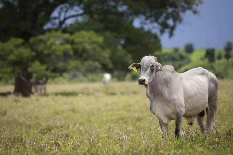Foto: Secretaria de Agricultura e Abastecimento do Estado de São Paulo