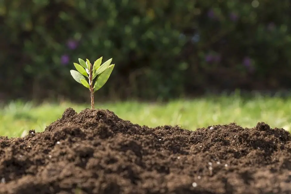 Foto: Agro2.0/ Reprodução