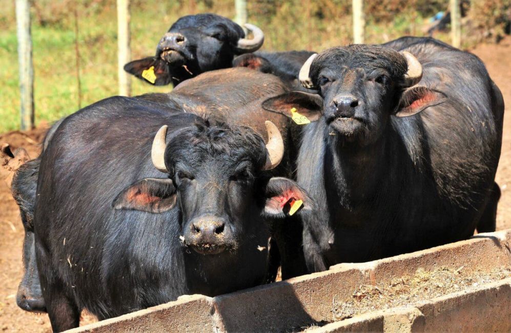 Foto: Acácio Pinheiro/Agência Brasília