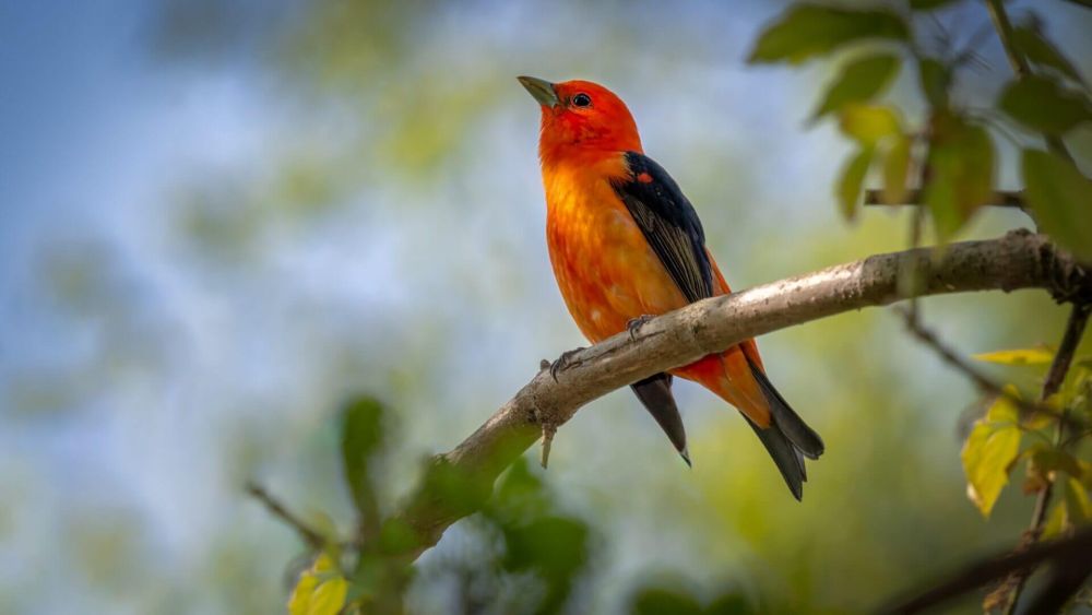 Scarlet Tanager (Piranga olivacea) shot off the Boardwalk during Spring migration at Magee Marsh Wildlife Area in Oak Harbor, Oh