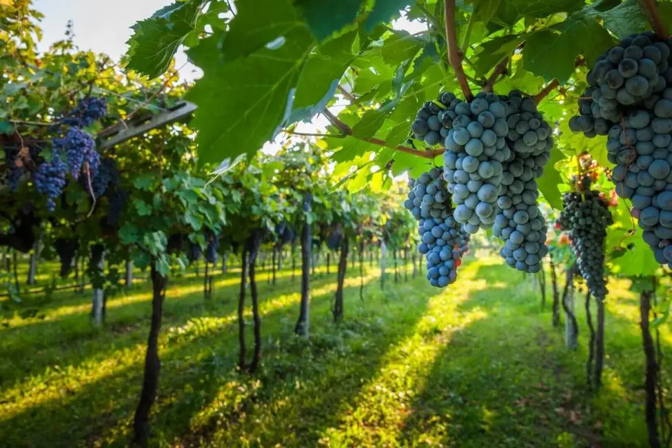 Plantação De Uvas Nome