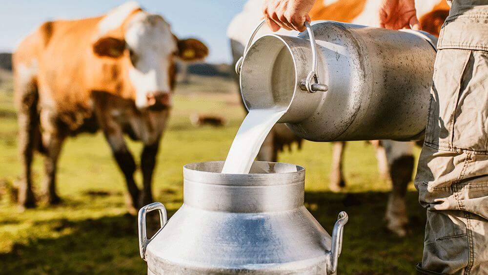 Leite de vaca Conheca seus beneficios leite de vaca conheca seus beneficios thumbnail
