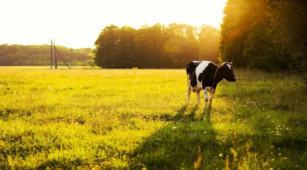 cow grazing in the meadow