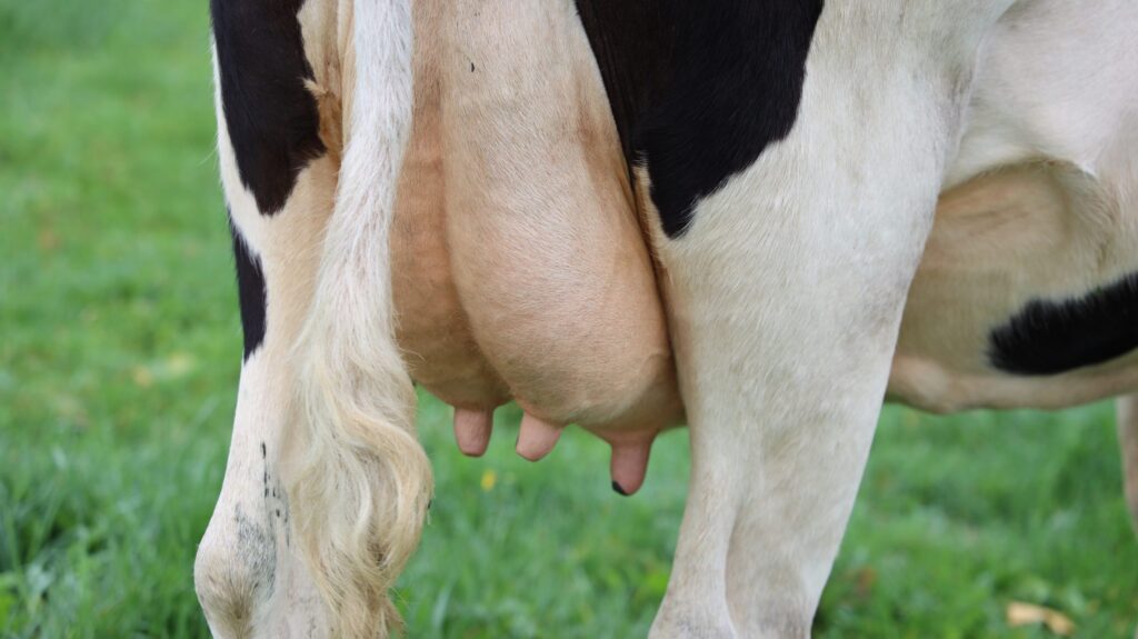 leite ordenha vaca scaled 1