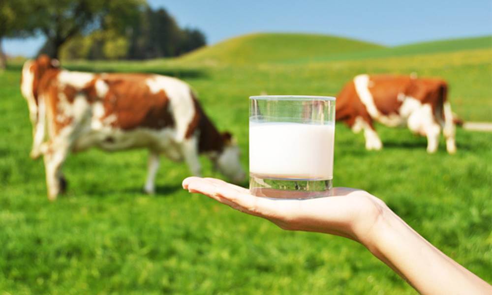 por que o leite de vaca e o mais consumido pelos seres humanos