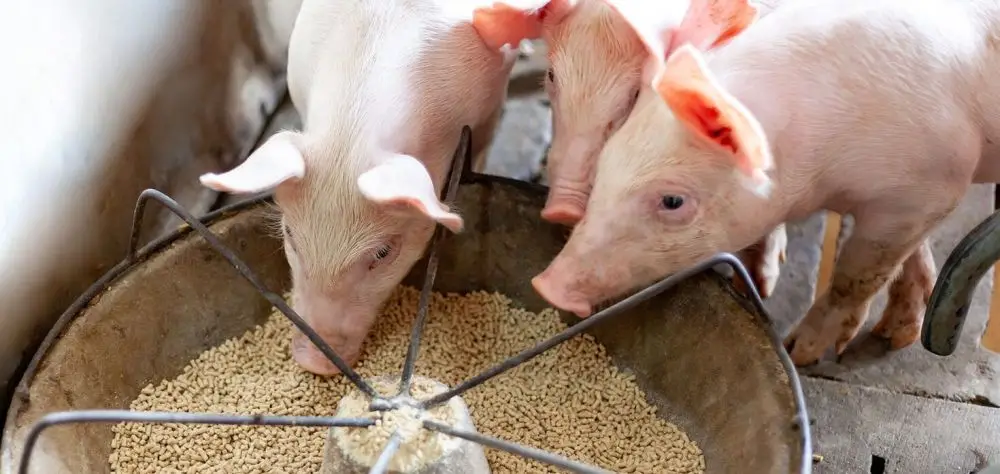Como o uso de fibras purificadas auxilia na fase de terminação dos suínos 1 Foto: Reprodução