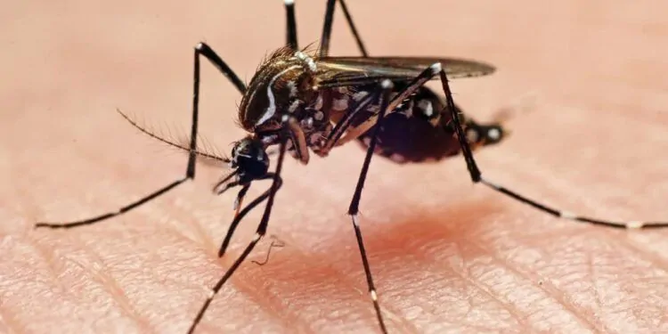 Dengue: quais são as dúvidas mais frequentes sobre a doença e o Aedes aegypti 1 Mosquito da dengue