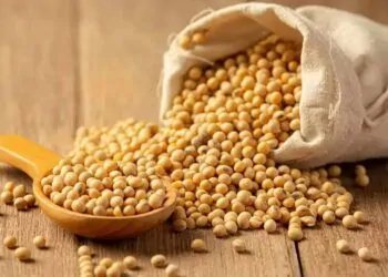 grãos de soja
