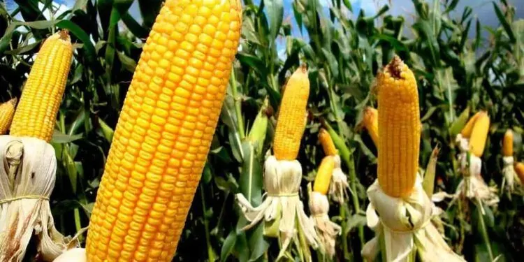 Governo de São Paulo lança programa para ampliar produção de milho no Estado 1 Plantação de milho