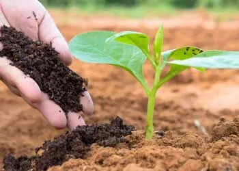 insumos agrícolas
