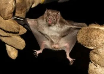 Morcego Desmodus rotundus