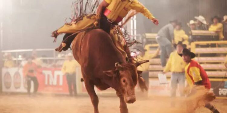 Homem montado em touro no rodeio