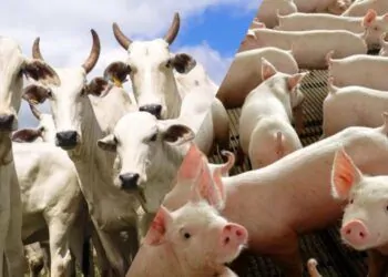 abate-de-bonivos-e-suinos-apresenta-alta