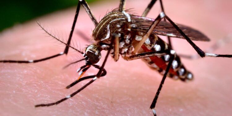 mosquito da dengue