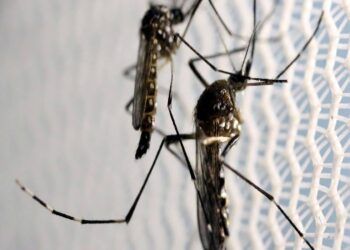 mosquitos_aedes_aegypti_dengue