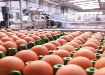 ovos