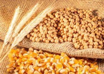 Produção de grãos no Brasil