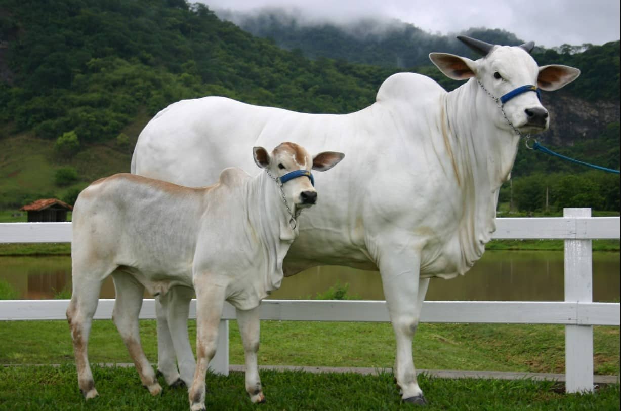 vaca e Novilha