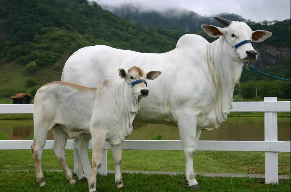 Ofertas no mercado bovino apresentam queda e preços da arroba começam a subir 3 vaca e Novilha
