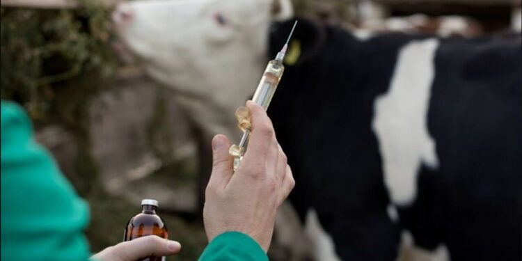 Vacinação bovina