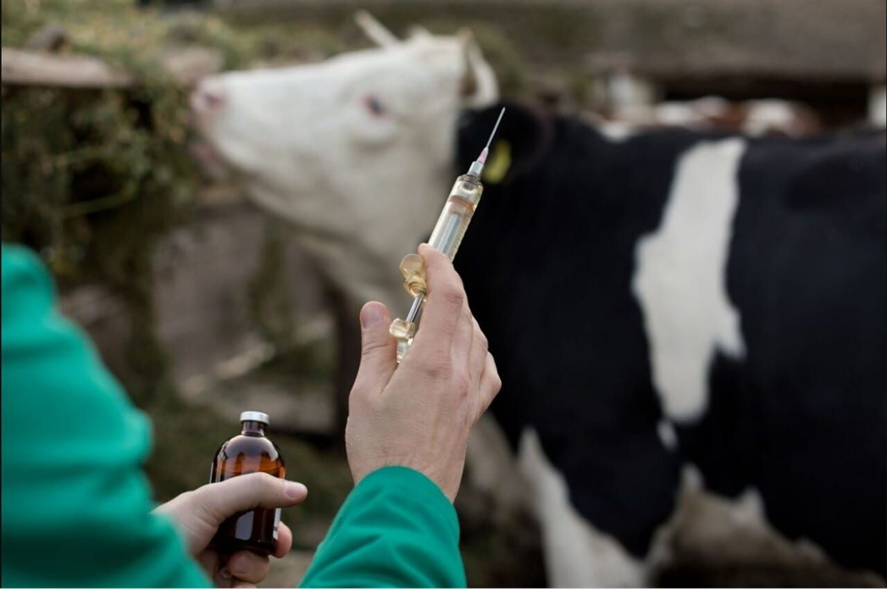 Vacinação bovina