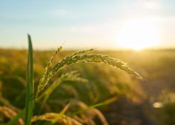 Planta de arroz