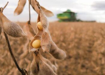 fava de soja