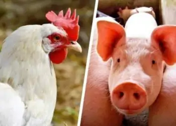 frango e porco