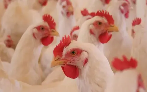 Frango