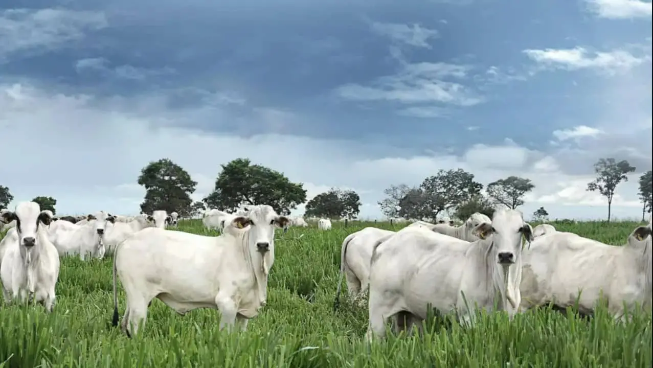 Ofertas no mercado bovino apresentam queda e preços da arroba começam a subir 2 gado no pasto