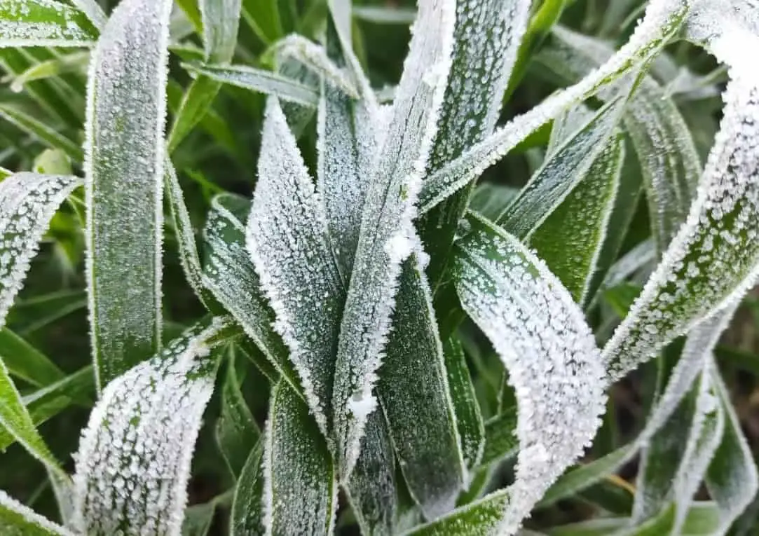 Preço da saca de milho sobe, mas mercado não apresenta novas negociações 3 geada na plantação de milho