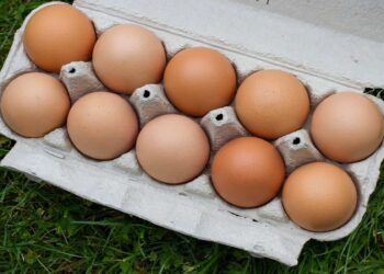 bandeja de ovos