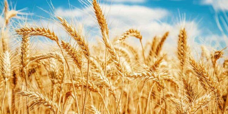 produção de trigo