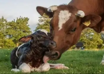Vaca e bezerro