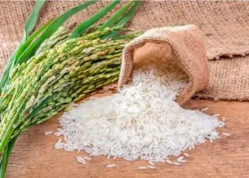 Cultivo de Arroz