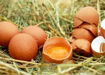 Ovos de galinha