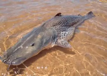 Peixe pintado