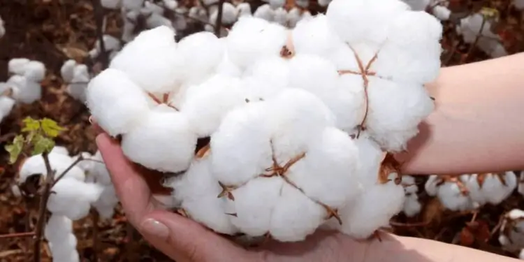 Colheita de algodão, em Goiás, ultrapassa 50% da área plantada no estado 1 Algodão