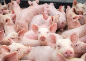 Exportações de carne suína