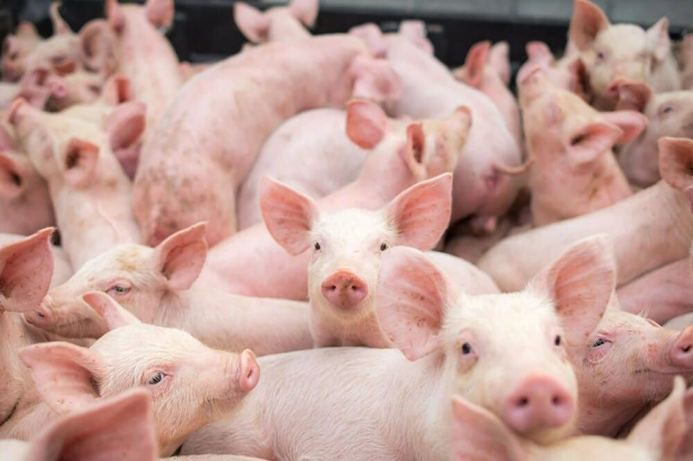 Exportações de carne suína