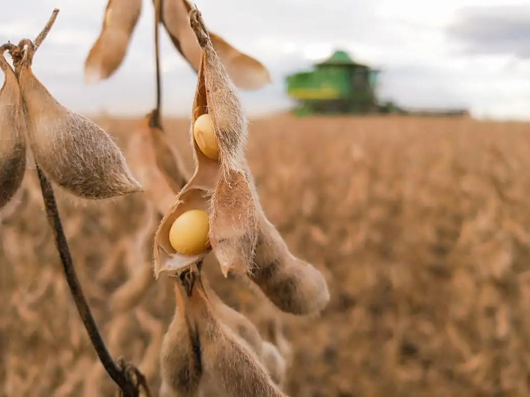 fava de soja