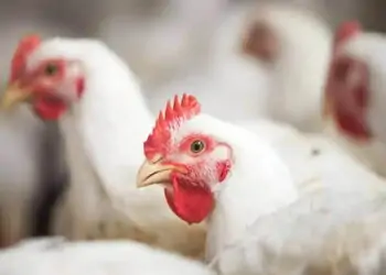 Frango vivo