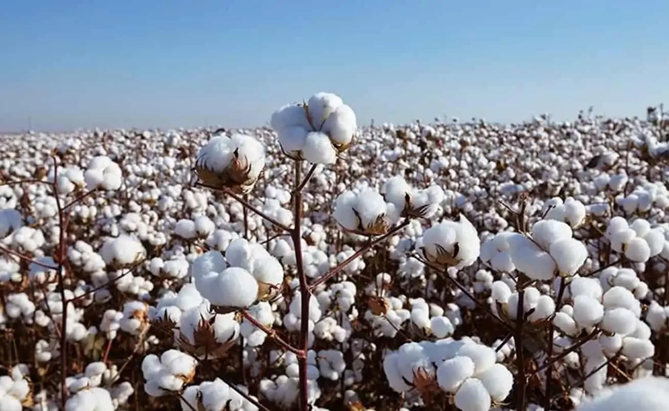 Colheita de algodão, em Goiás, ultrapassa 50% da área plantada no estado 2 Plantação de Algodão