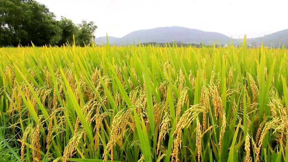 plantação de arroz