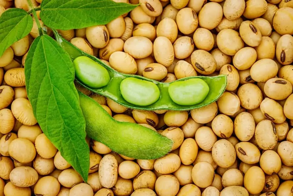 soja e fava
