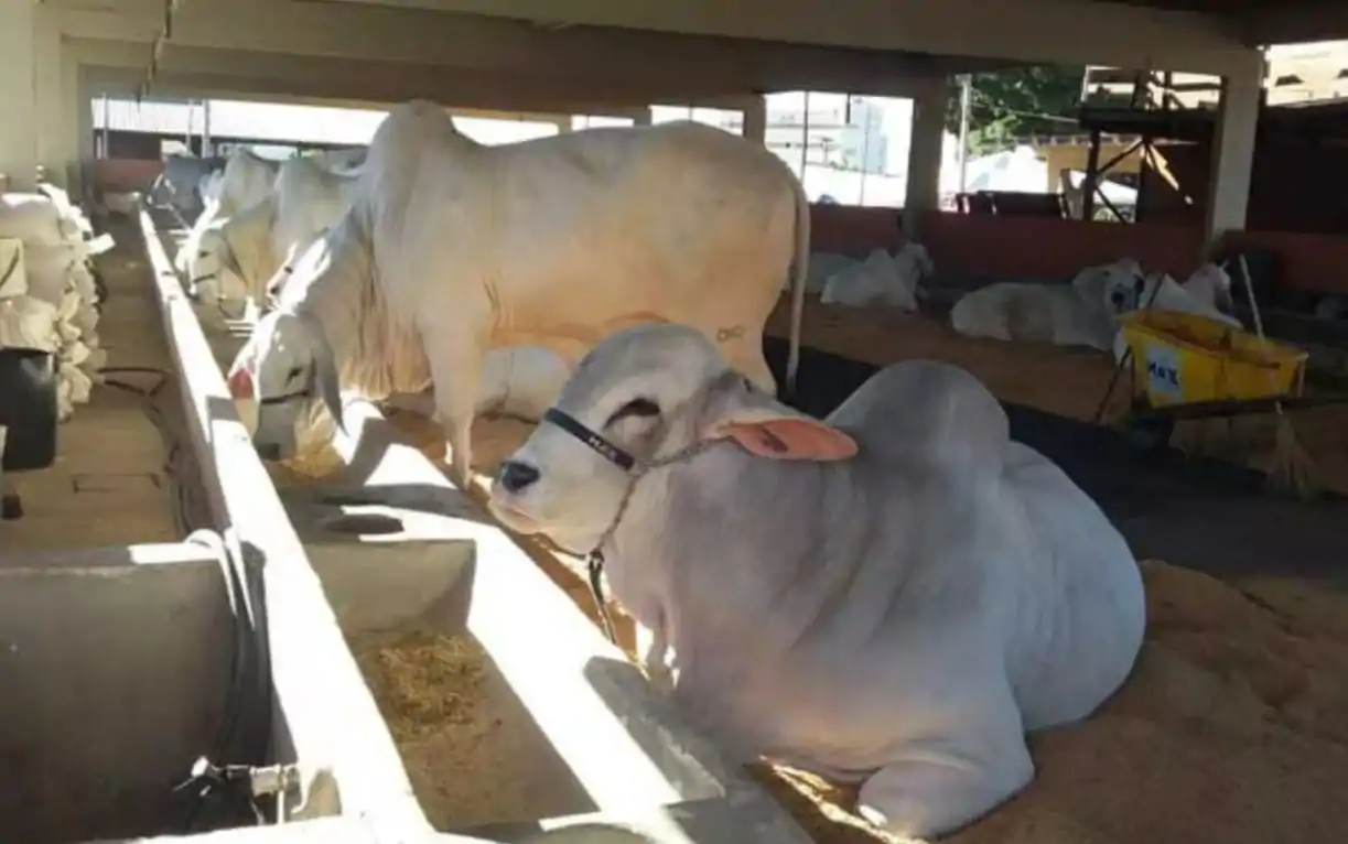 Caiado participa da abertura oficial da 75ª Exposição Agropecuária de Goiás 3 Animais expostos